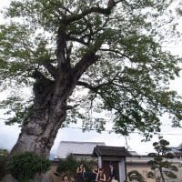 大きな椋の木の下で　　奈良二見足立邸にて　１０月３０日（土）