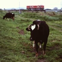 日立電鉄3000形　のんびりと草を食む牛　1999-05-03