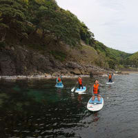 本日の小浜SUP体験ツアーでは国指定特別天然記念物に遭遇しました！