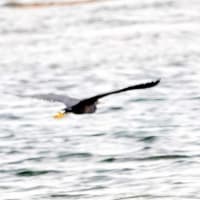 05/16探鳥記録写真-2:若松北海岸千畳敷の鳥たち②（2羽のクロサギと飛翔、）