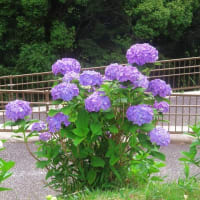 山口の風景　6月16日