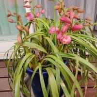 牡丹の花が満開♪