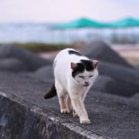沖縄県の猫たち　2025年1月　その21