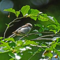 カワセミ幼鳥の今季、初見シーン・エナガ幼鳥の枝止まり・カルガモ親子とカラスとの攻防シーン・・・