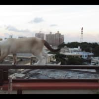 マンション8階の手摺の上を歩く　猫　危険がいっぱい