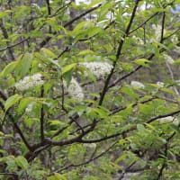 上高地　梓川右岸で出会った植物　２