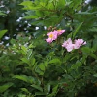 カキネバラと実生カキネバラ