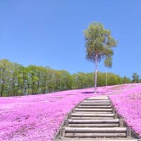 春のフラワーシリーズ　芝ざくら滝上公園