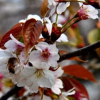 東京の桜の花は終わりました…後