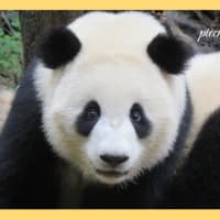 成都のパンダ達 ⑻