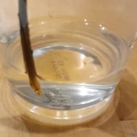 パキラ　11日目