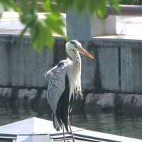 松山城山公園の散策♪（6月27日）