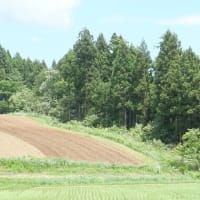 大豆の播種開始