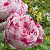 花が咲く時　⑥ 〜香りたつ庭から〜