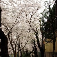 桜散るまで、曇天か雨天になりそうですね。