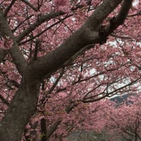 伊東一泊旅行 2016 3月  河津桜まつり