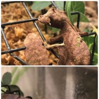 エダハヘラオヤモリ