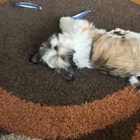新しいおもちゃ。