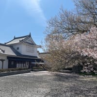 ２０２４　桜　お花見　IN　「鶴山公園」