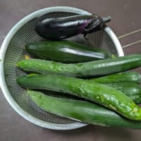 ダブル菜園の日でした・・・
