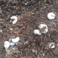 天然カブトムシ幼虫掘り出し！！