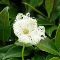 🧹🐍❻　    梅雨バケツ・・・　梅雨の土砂降り　　７月５日説はフェークだった　　しかし7月には起こると　　トランプのイラン核施設攻撃という不意打ち