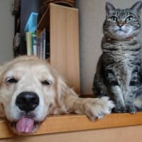長女と三女。ココとティーナ仲良し