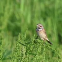 カワラヒワ、スズメ、ホオアカ、マヒワ