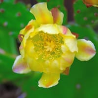 梅雨の合間に サボテンの花 わっ～綺麗！