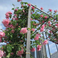 中之島バラ園