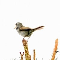 04/30探鳥記録写真:４月中旬に出会った鳥たち（コムクドリ、ウグイス、ガビチョウ、クロサギ、ウミアイサ、ハヤブサ、ミサゴ、ほか）