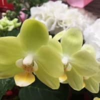 子供を欲しがらないことで　話が噛み合ないので　なぜか涙が出ます。独身女性４５歳とバツイチ男性４１歳との恋愛の行方～～