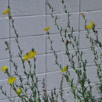 散歩道谷端川緑地　たんぽぽの花にモンシロチョウが飛来　　　10