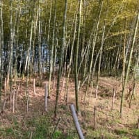 竹の管理
