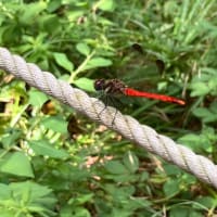 酔芙蓉が咲いた！！