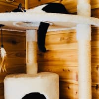 猫のしっぽ😿