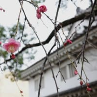 梅を見たかったけど雨なのでカメラの話題