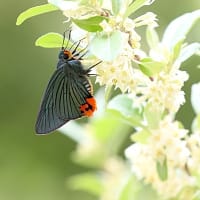 アオバセセリ