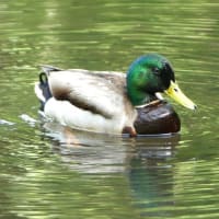 マガモ