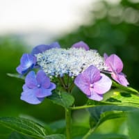 権現堂公園の紫陽花　その４４