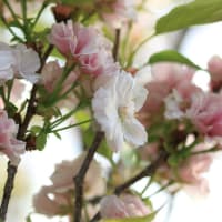 「天の川/あまのがわ×5枚。」