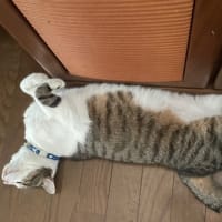 ハリハリ漬けとブルーベリーとプリン
