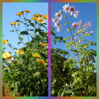 京都府立植物園の紅葉とお花たち