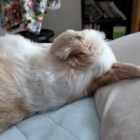 枕で寝る犬