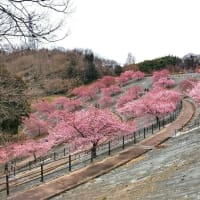 21世紀公園の河津桜