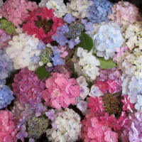 紫陽花寺（本興寺）へ２。(6/29＊日）