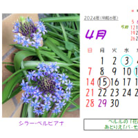 ◎★☆４月の花：2006～2021～まとめ