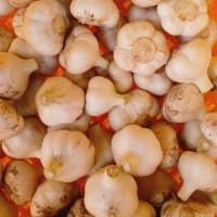 掘りたてだよ～！生ニンニク！～農薬/化学肥料・不使用