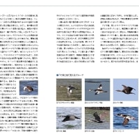 「北海道の海鳥4　アビ類」発刊のお知らせ