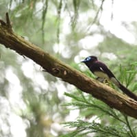 サンコウチョウなど